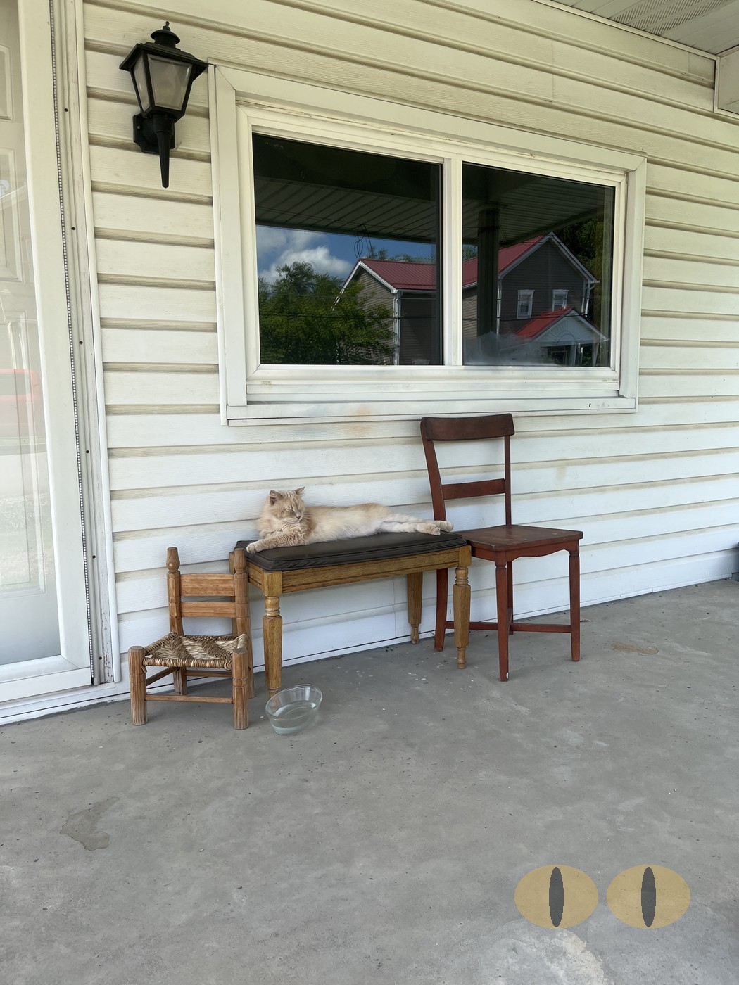 Ghost cat photo