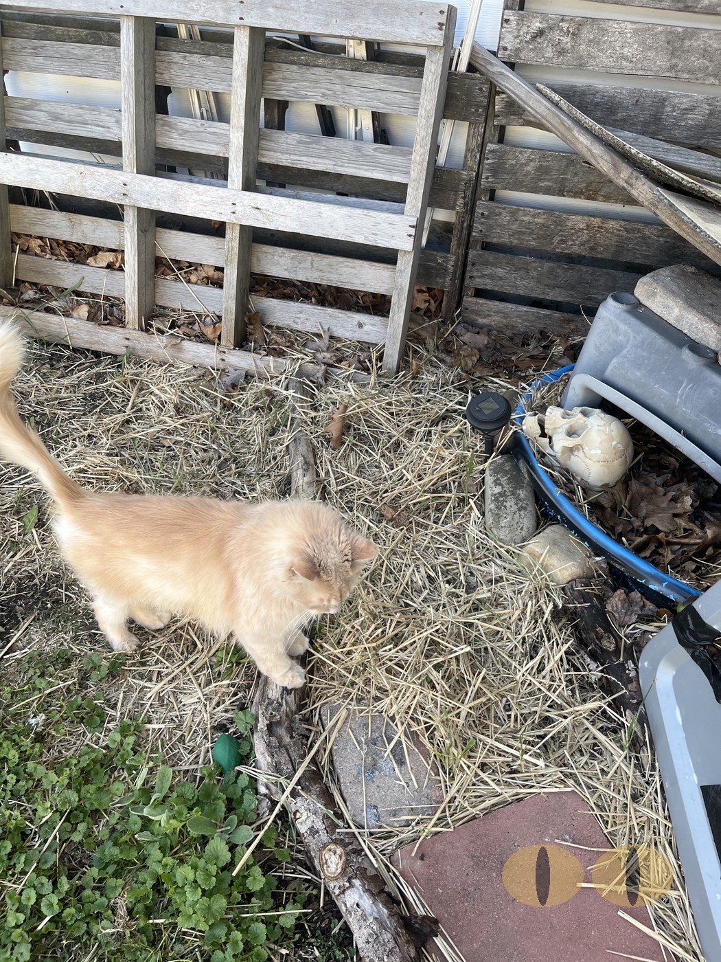 Ghost cat photo