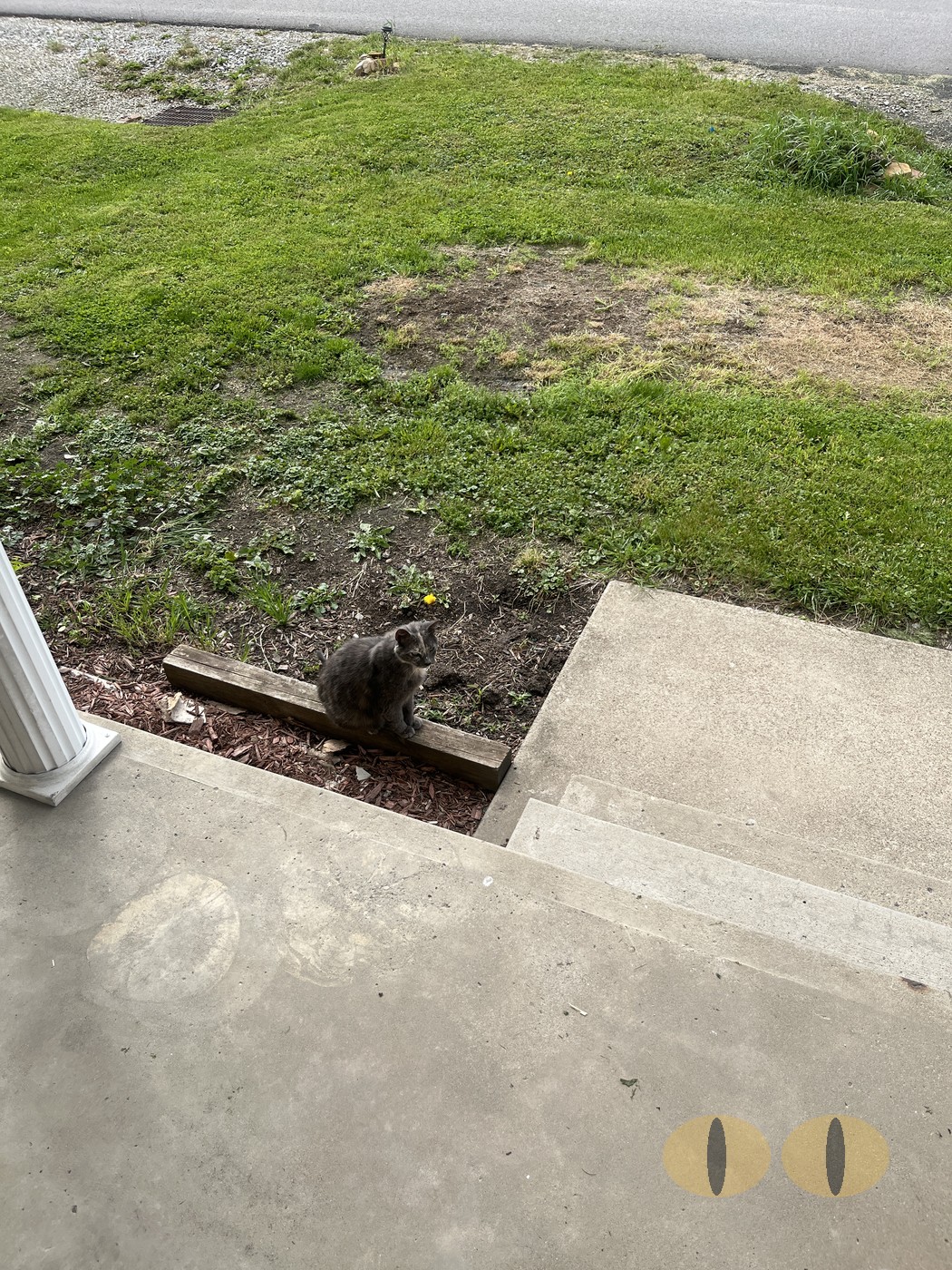 Smokey cat photo