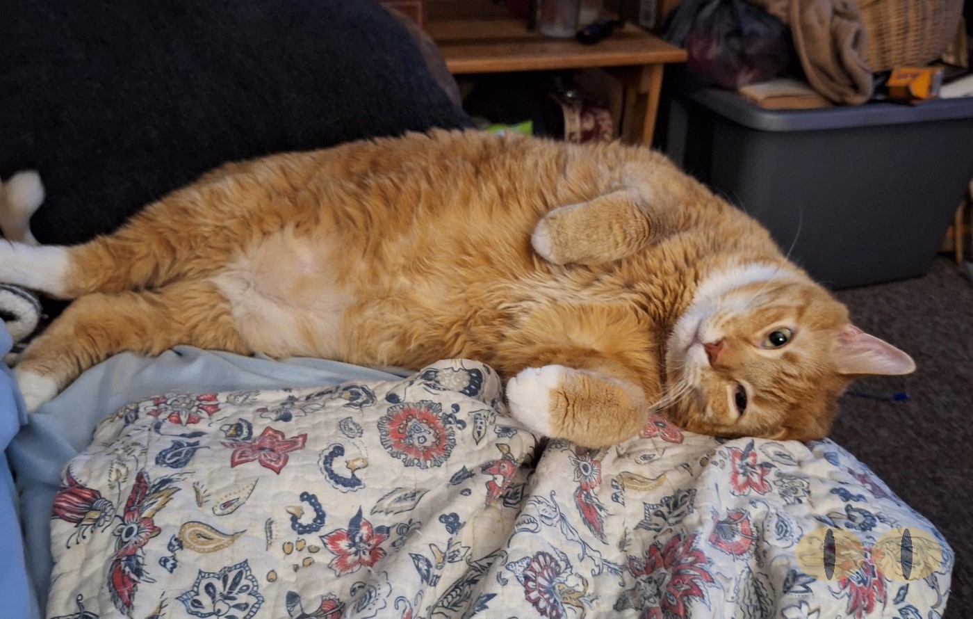 Converse cat photo