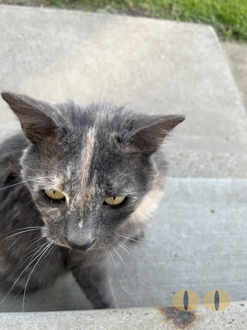Smokey cat photo