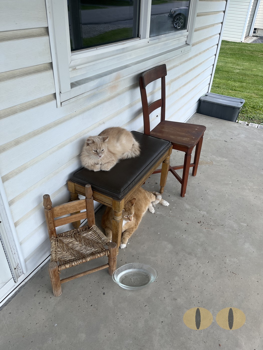 Ghost cat photo