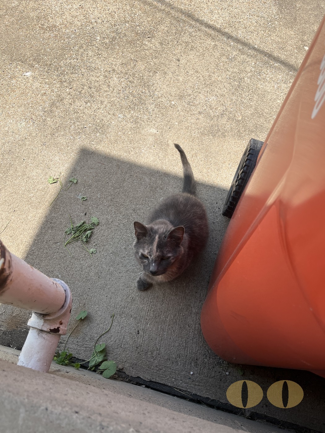 Smokey cat photo