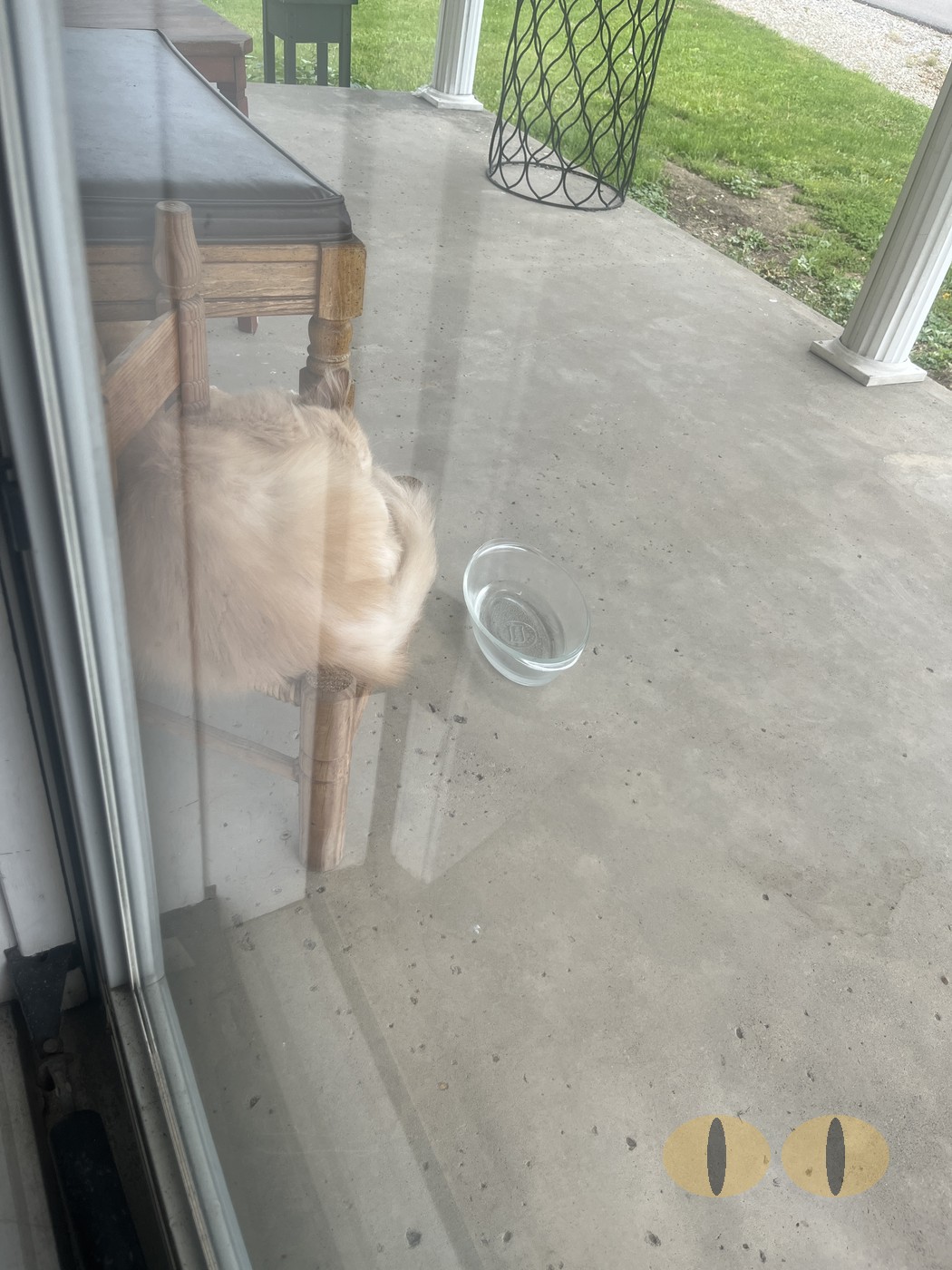 Ghost cat photo