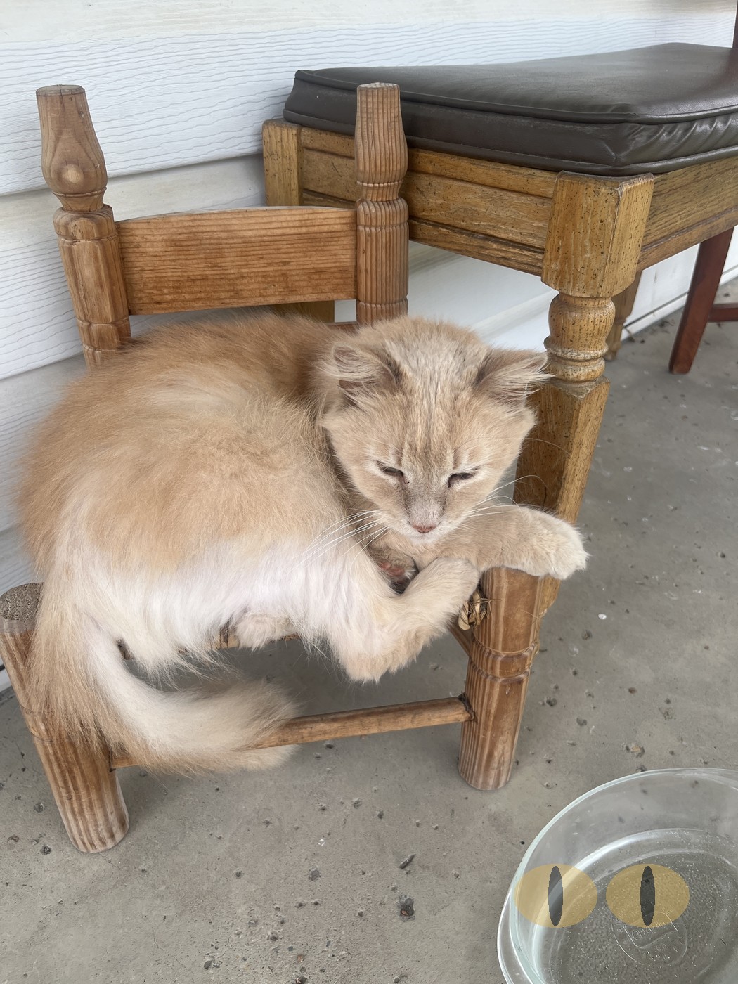 Ghost cat photo