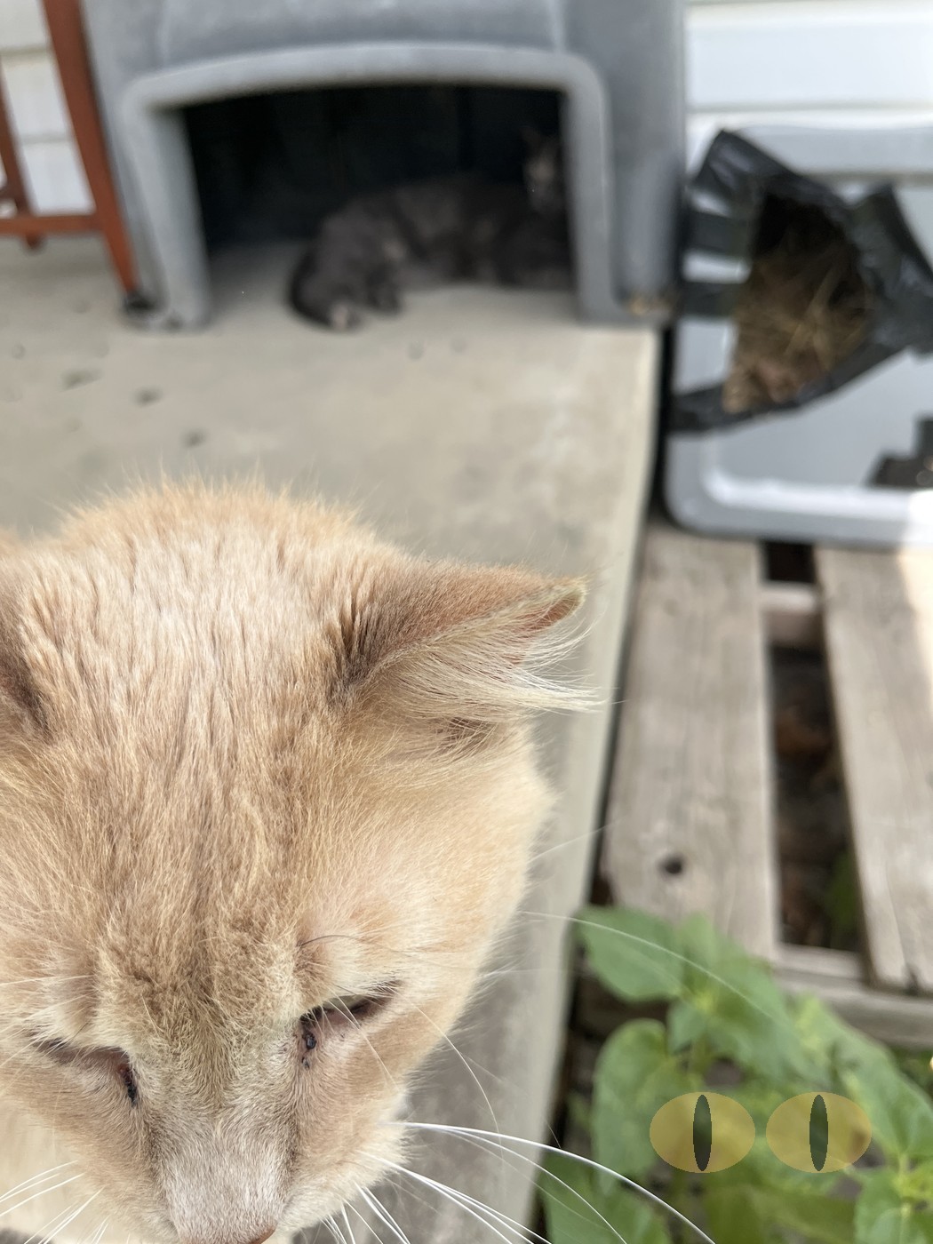 Haze cat photo