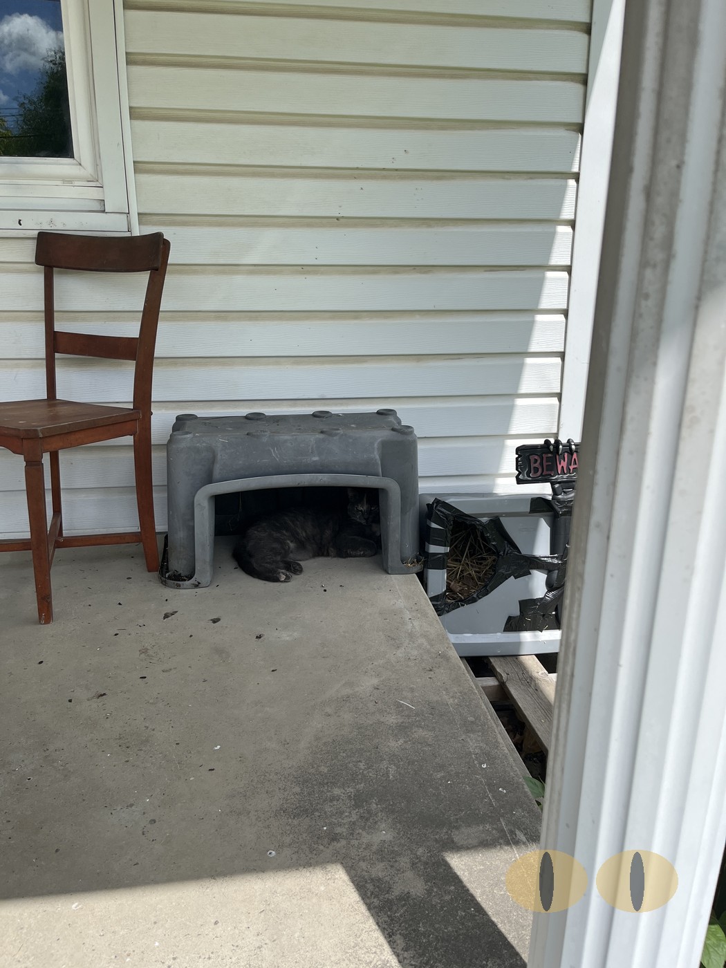 Smokey cat photo