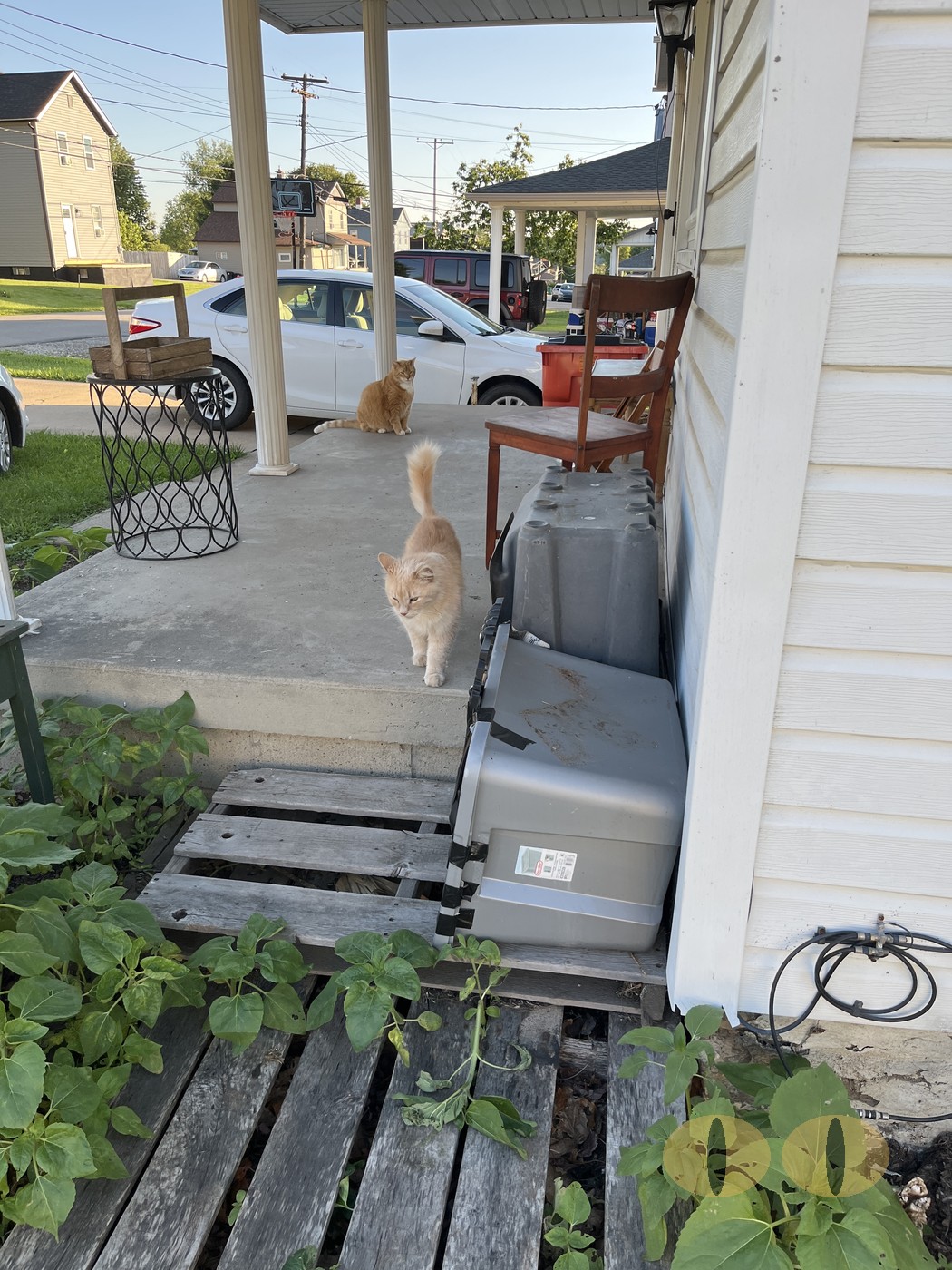 Converse cat photo