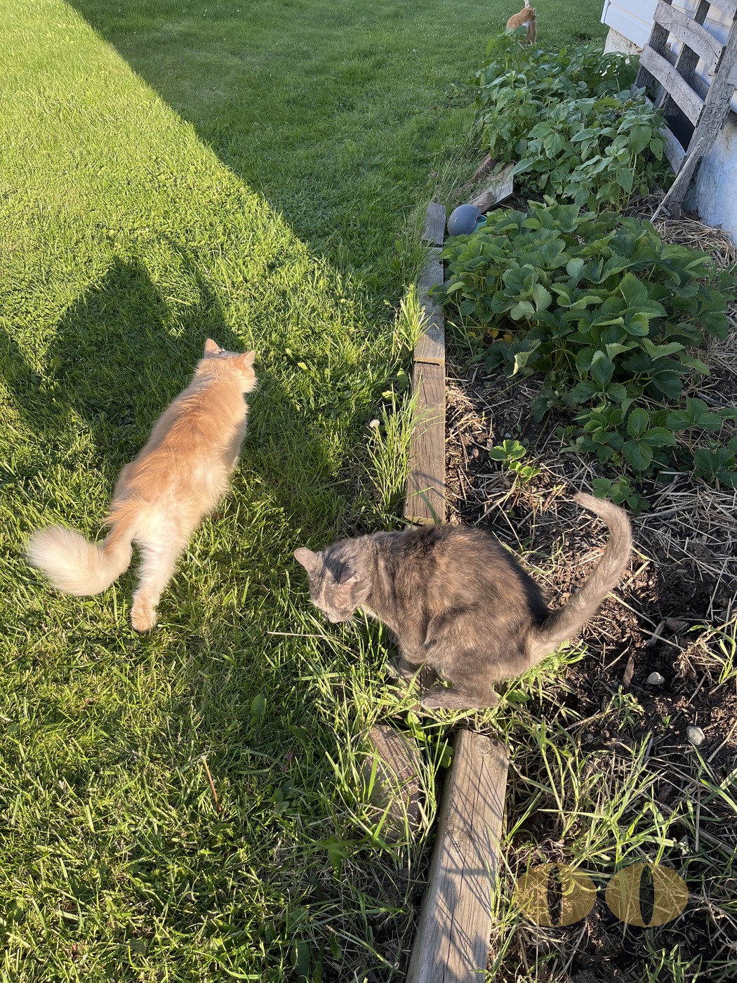 Ghost cat photo