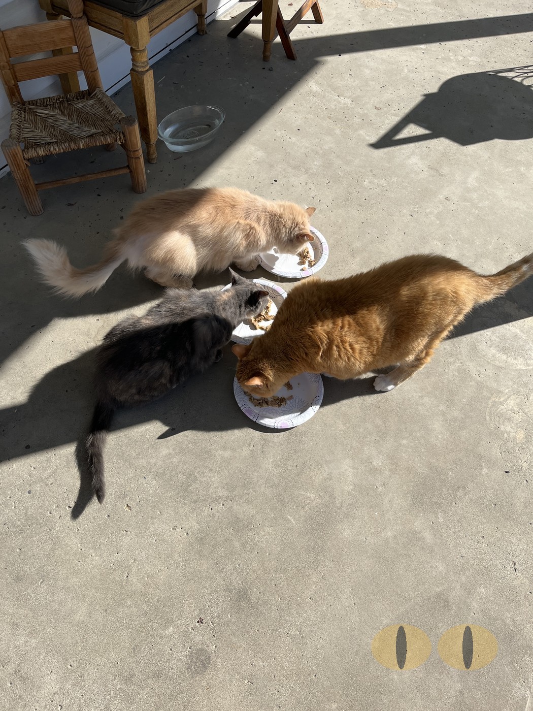 Converse cat photo
