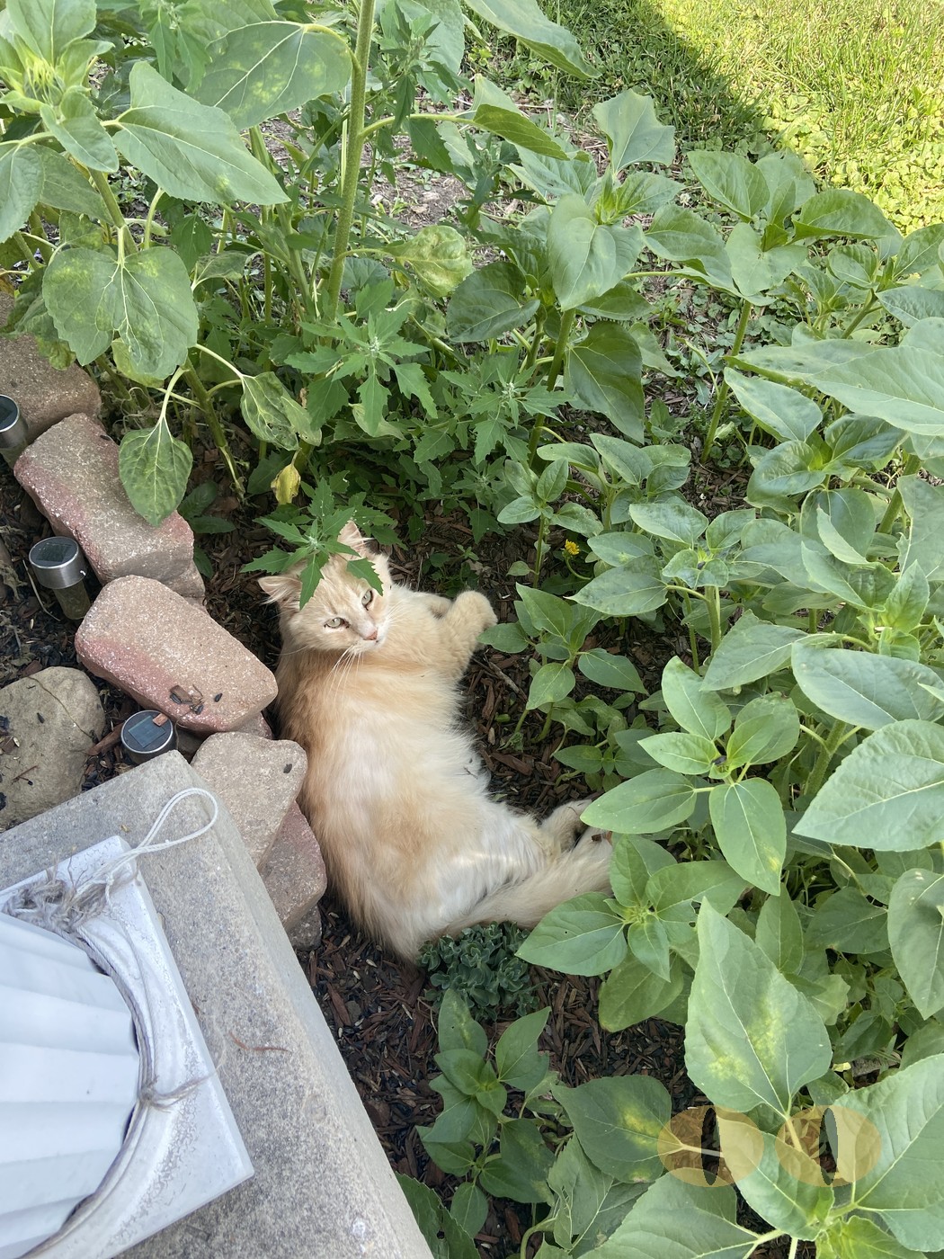Haze cat photo