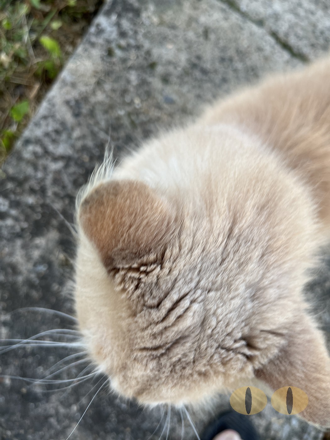 Haze cat photo