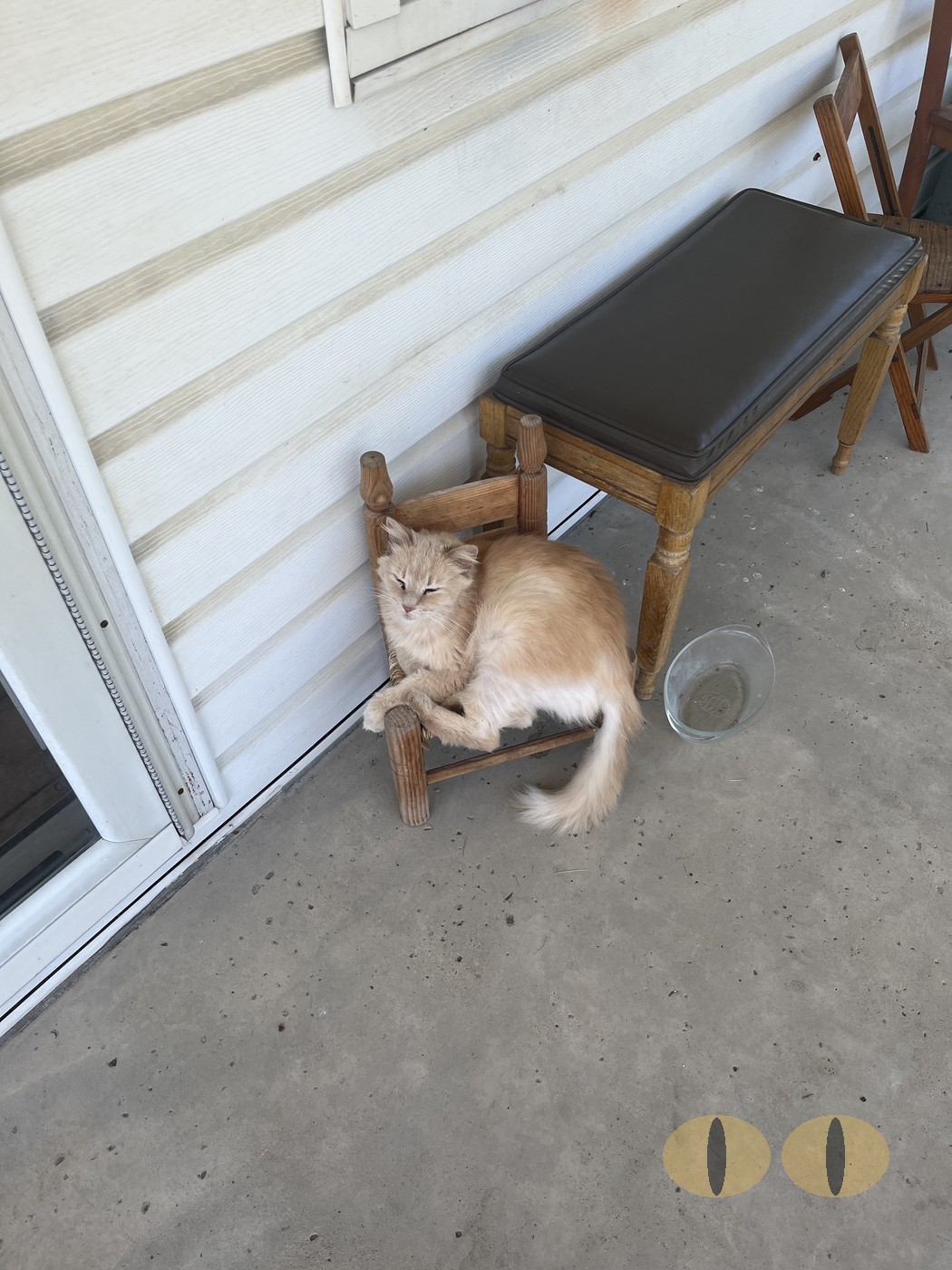 Ghost cat photo