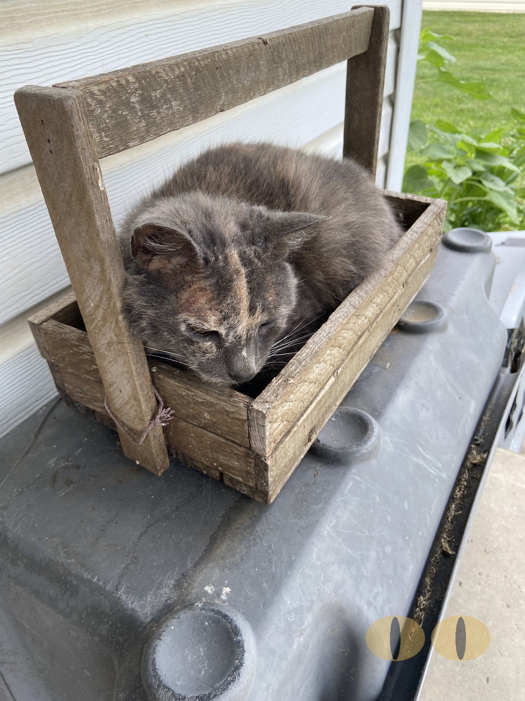 Smokey cat photo