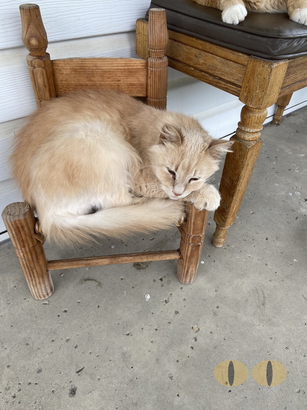 Ghost cat photo