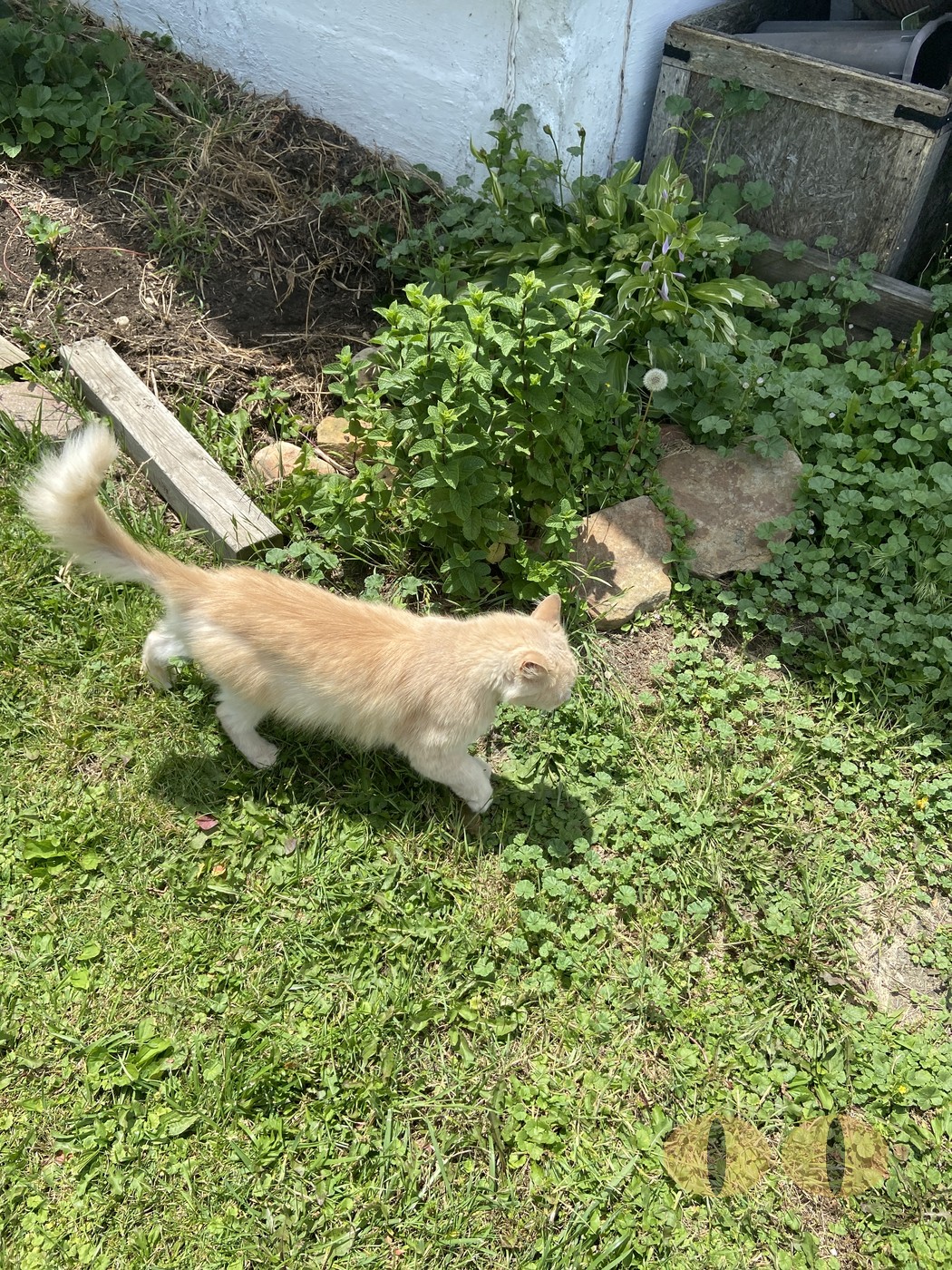 Haze cat photo