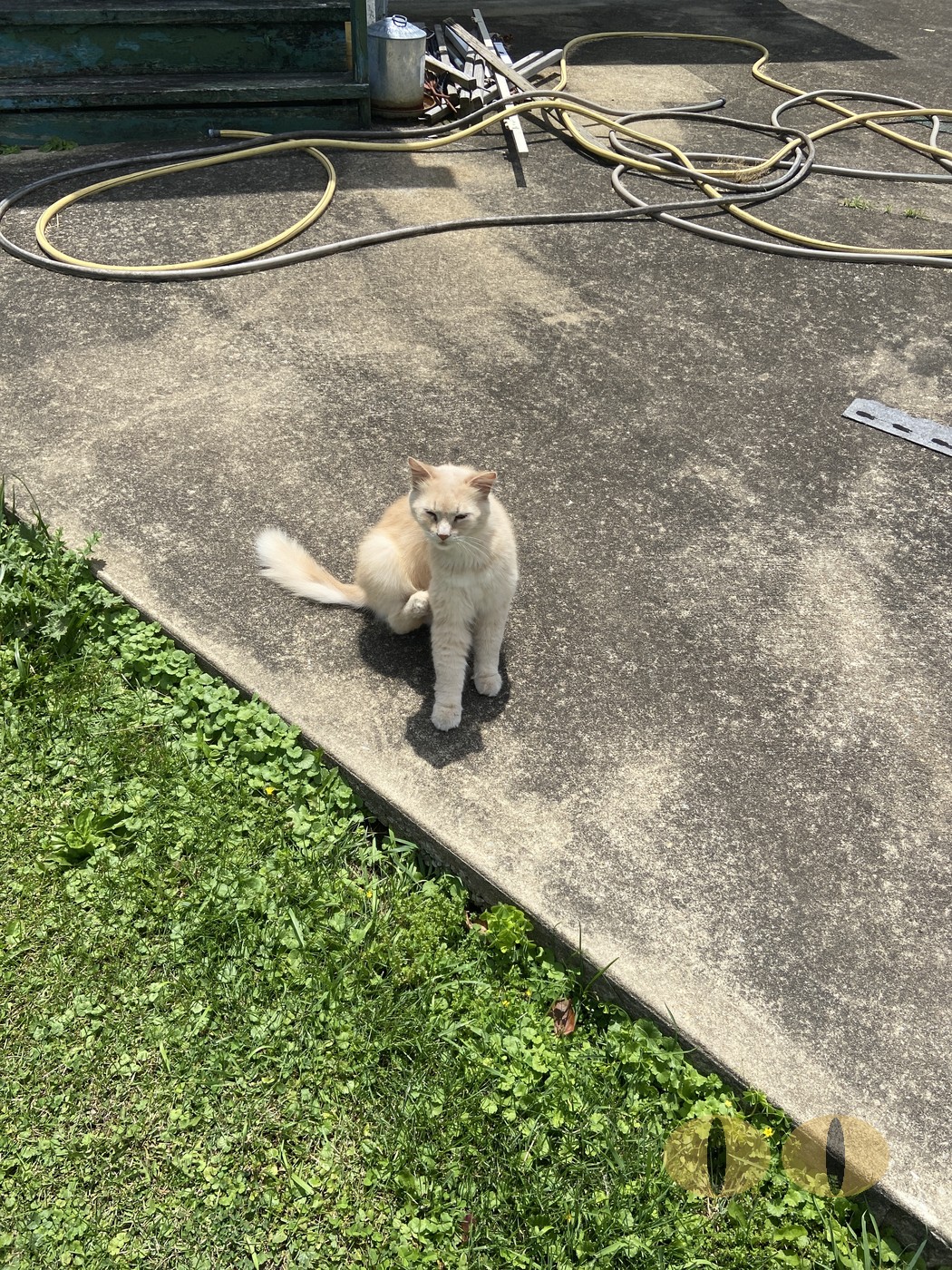 Haze cat photo