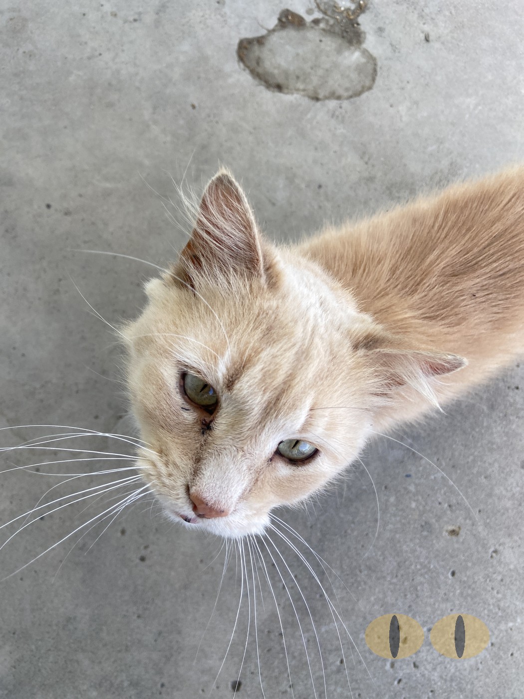 Converse cat photo