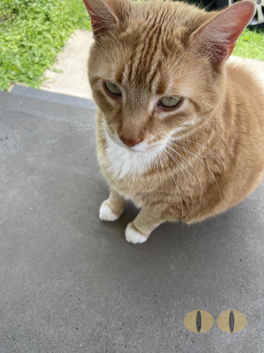 Converse cat photo