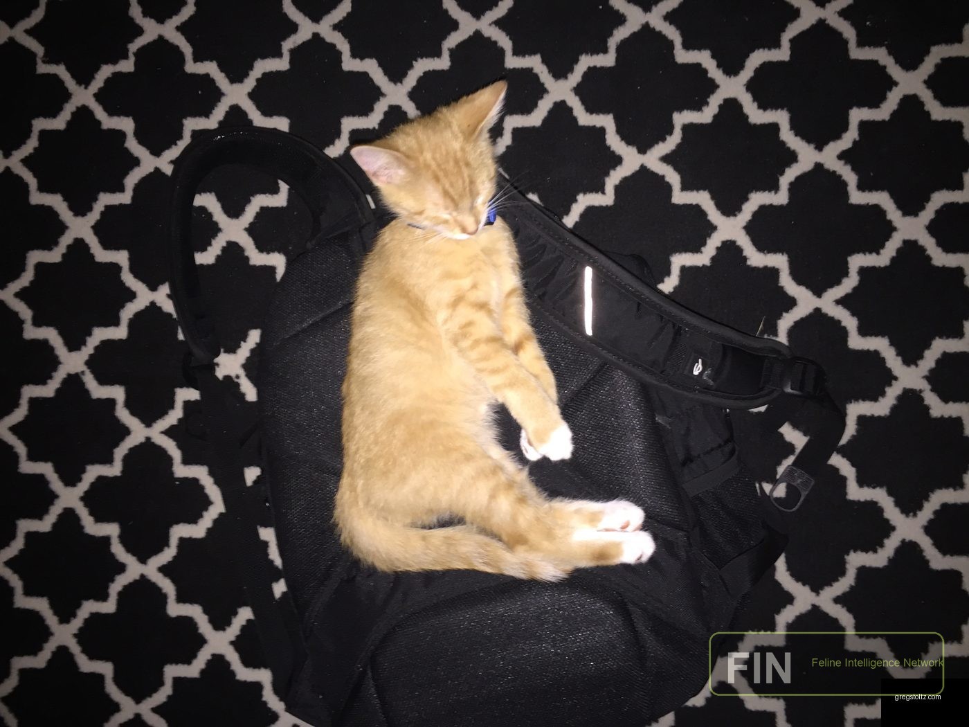 Converse cat photo: Sleeping