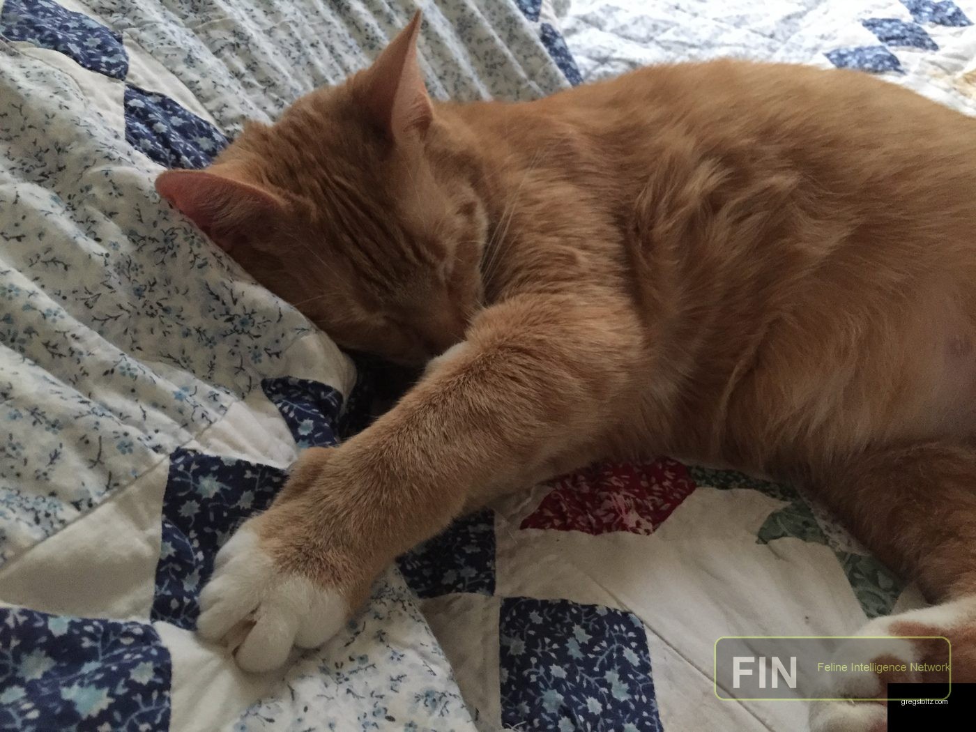 Converse cat photo: Sleeping