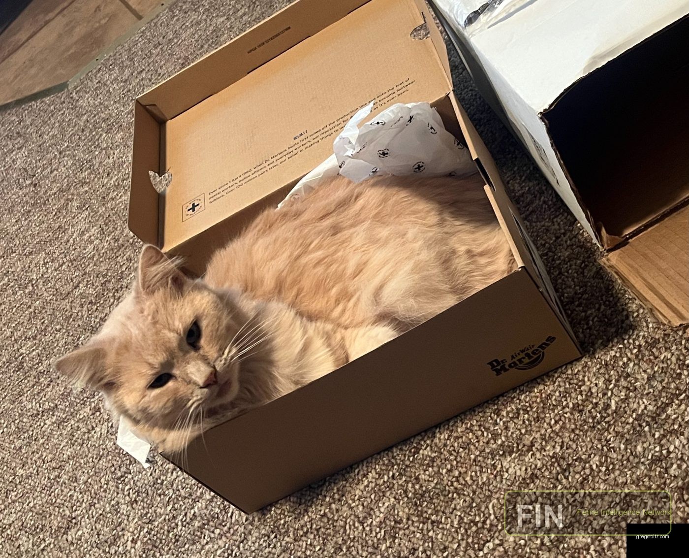 Ghost cat photo: Demanding Tribute