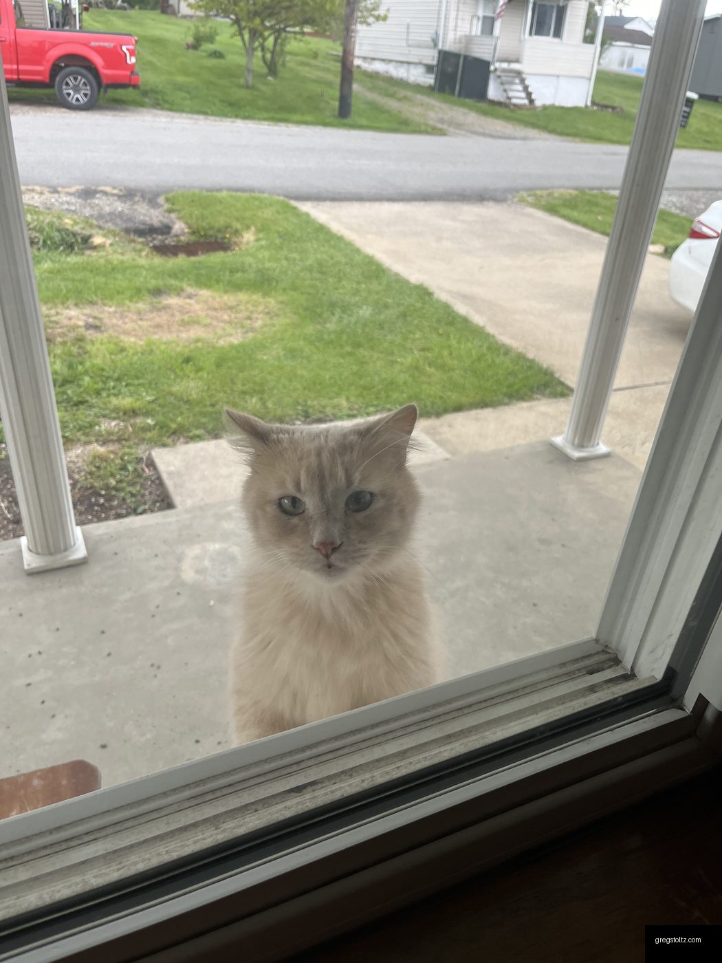 Ghost cat photo: Window Watch