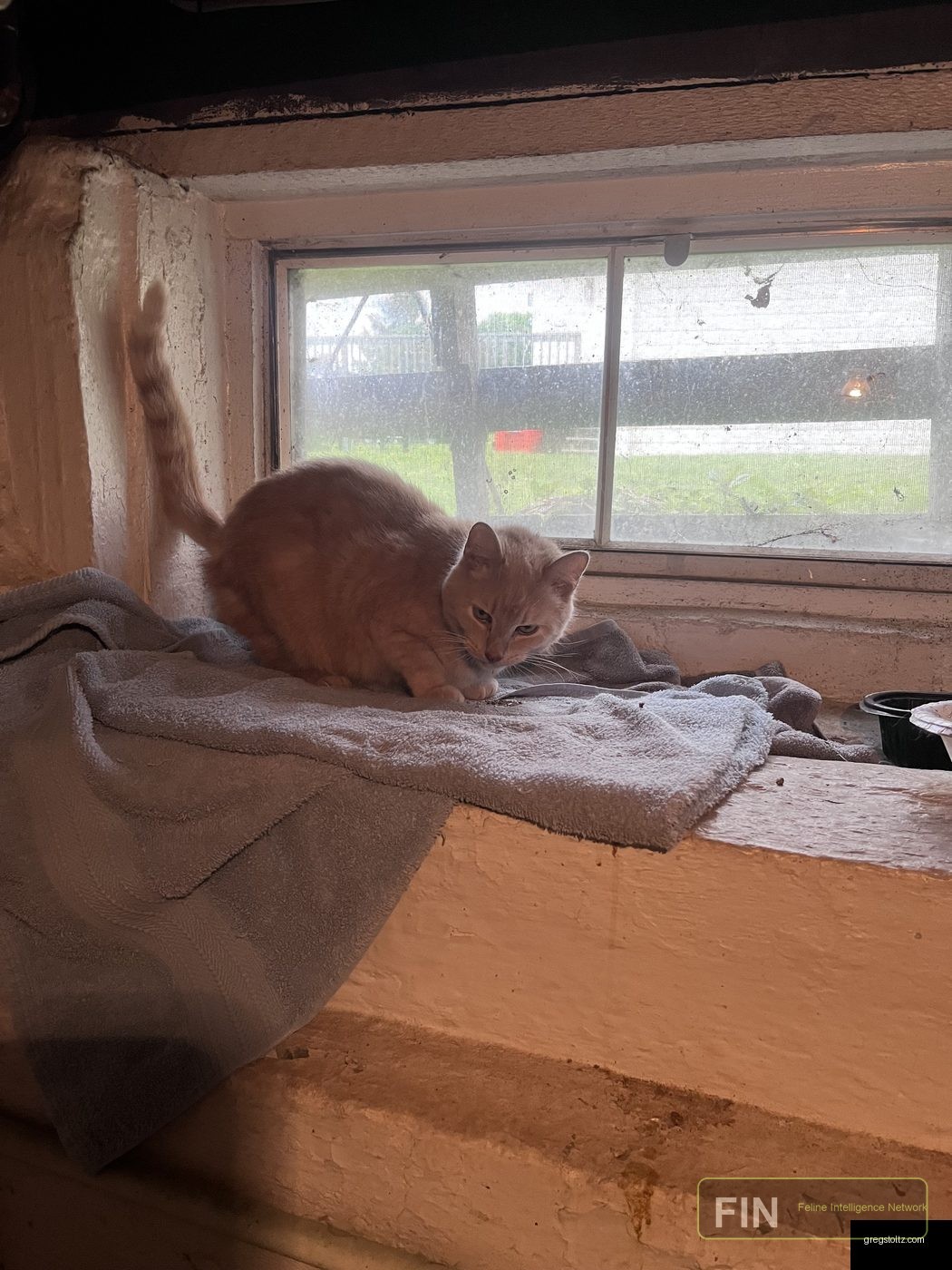Haze cat photo: Window Watch