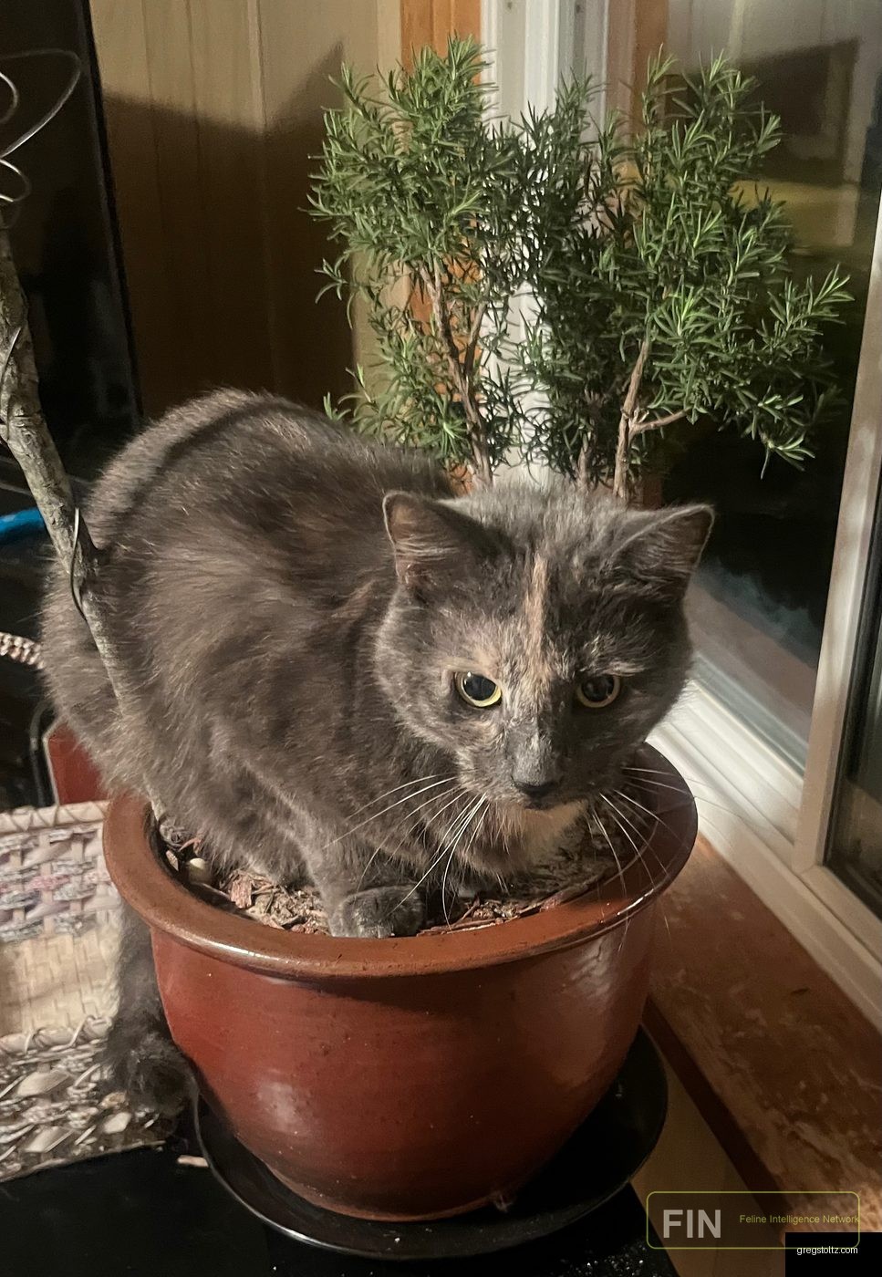 Smokey cat photo: Judging Me